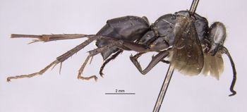 Media type: image;   Entomology 17039 Aspect: habitus lateral view